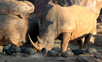 White rhino and helmeted guineafowl