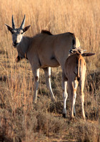 Eland antelope