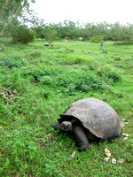 A giant tortoise on Santa Cruz Island.