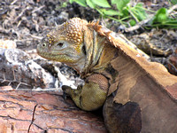 A land iguana at the Charles Darwin Research Station.