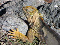 A land iguana on Plaza Sur.