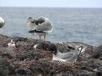 Swallow-tailed gulls preening.