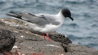 A swallow-tailed gull.