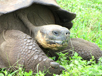 A giant tortoise on Santa Cruz Island.