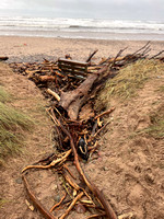 Driftwood where we usually get onto Kinnaber Beach 26th Oct.