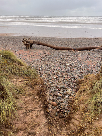 Steep drop and no driftwood where we usually get onto Kinnaber Beach 29th Oct.
