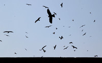 Kites, Delhi.