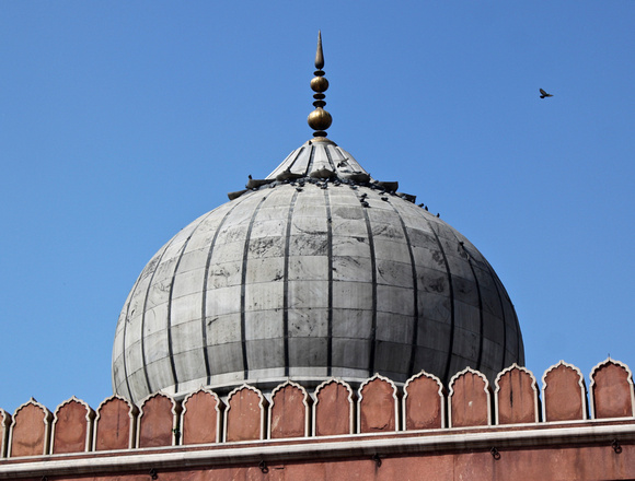 Pigeons at the Jama Masjid, the great mosque of Delhi.