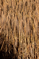 Barley