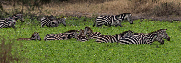 Zebra.