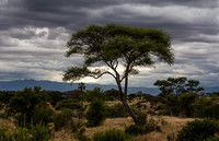 A Tarangire landscape.