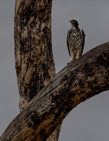 An African Hawk-Eagle.