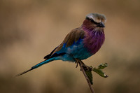 A lilac-breasted roller.