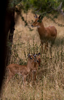 Impala calves