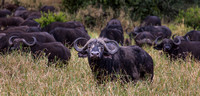 Lovely curved buffalo horns.