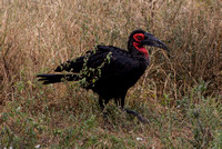 A ground hornbill.