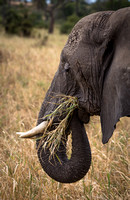 A hungry elephant.