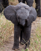 A little elephant checking interesting new smells.