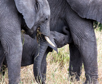 Hungry elephants.