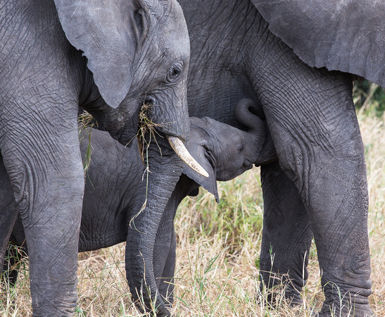 Hungry elephants.