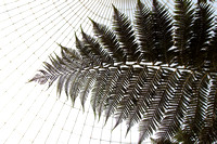 Fern, Kibble Palace, Botanic Gardens