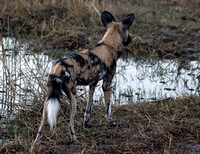 African wild dogs hunting buffalo at sunset