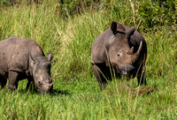 Ziwa Rhino Sanctuary.