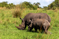 Ziwa Rhino Sanctuary.