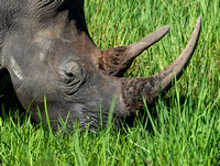 Ziwa Rhino Sanctuary.