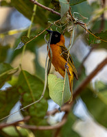 A black-headed weaver bird starting a new nest at Amuka Lodge.