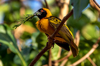 A black-headed weaver bird  at Amuka Lodge.