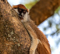 It's tiring being a patas monkey.