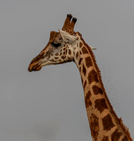 Giraffe at Murchison Falls National Park.
