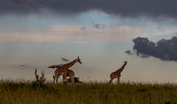 Sparring giraffe at Murchison Falls National Park.