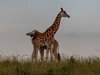 Sparring giraffe at Murchison Falls National Park.