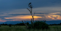 A grey crowned crane at sunset, Murchison Falls National Park.