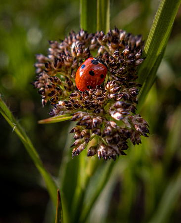 Lockdown Challenge Week 4: Small and Beautiful - Rosemount ladybird