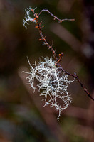New England National Park