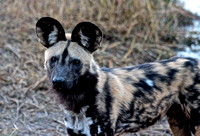 African wild dogs hunting buffalo at sunset