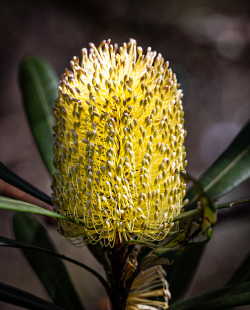 New England National Park