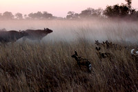 African wild dogs hunting buffalo at sunset