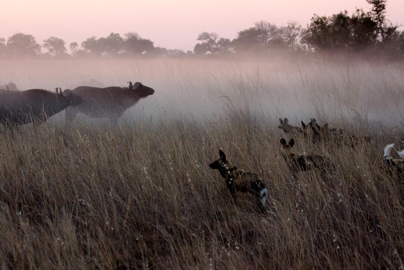 African wild dogs hunting buffalo at sunset