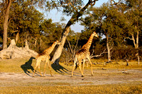 Giraffe in the early evening sun
