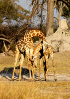 Giraffe in the early evening sun