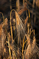 Barley