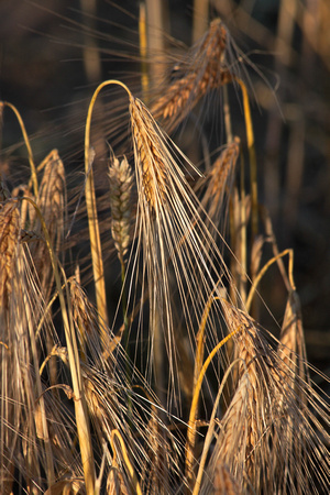 Barley