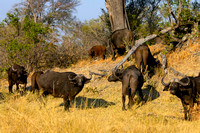 A herd of buffalo near Kwando Lagoon, Botswana