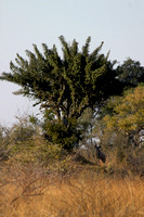 A male kudu under a tree