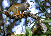 Squirrel monkey