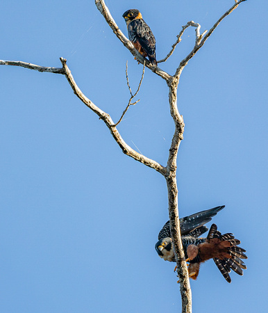 Bat falcons